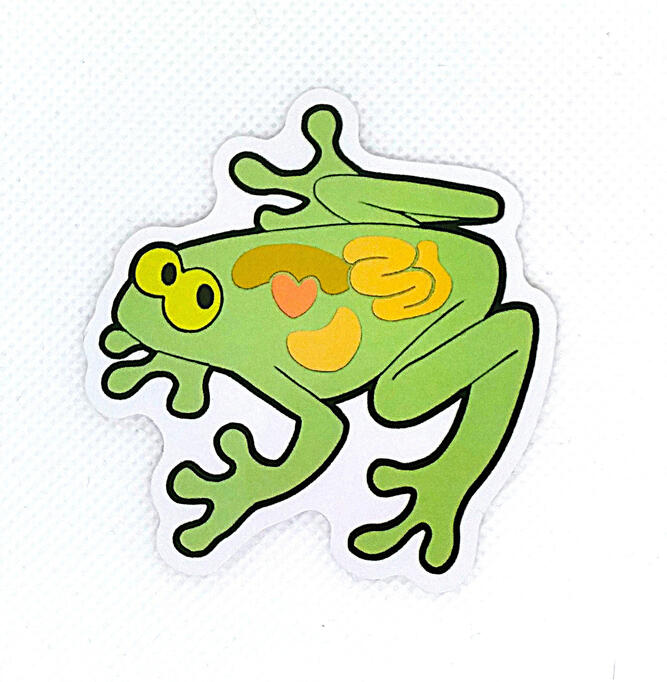 Glass Frog